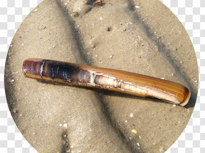 Bivalvia Clam Mollusc Shell Bait Fish - Surf Fishing - Couteau Transparent PNG
