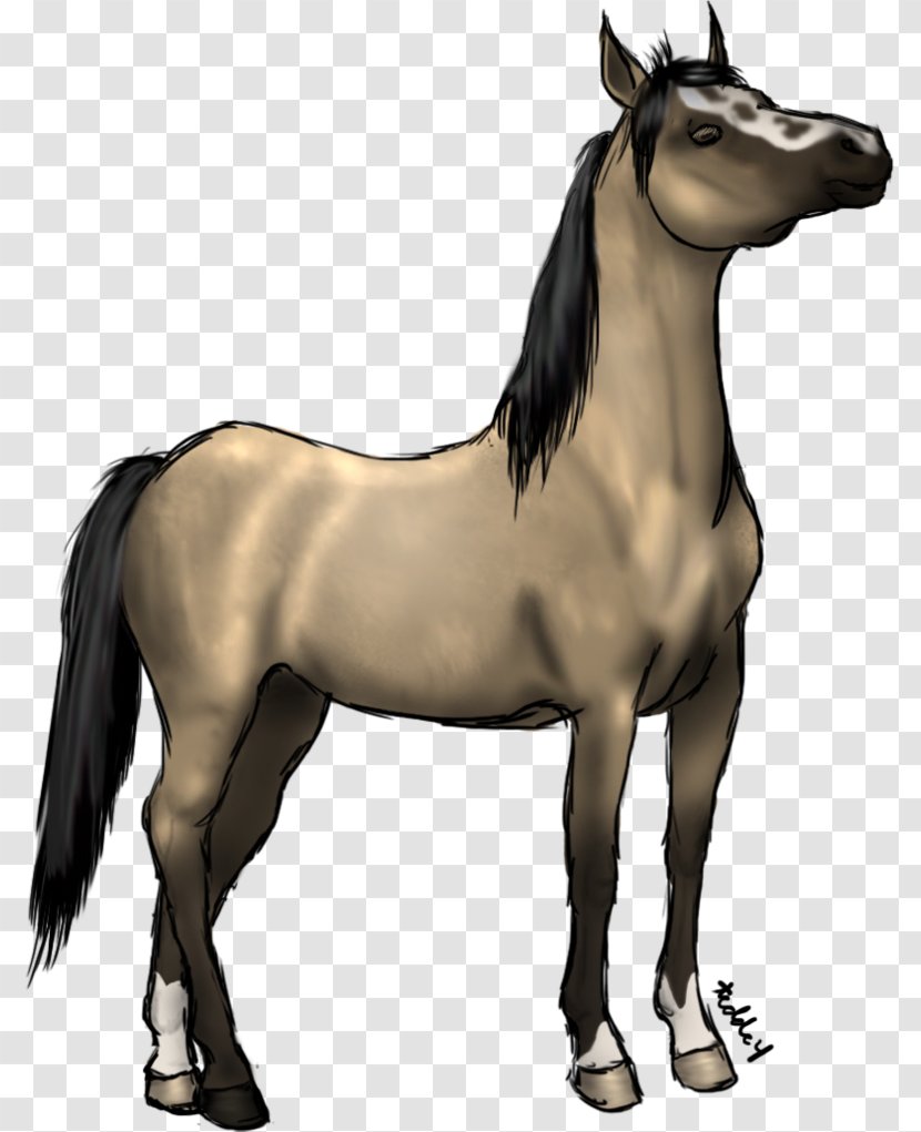 Foal Mare Mustang Stallion Halter - Horse Transparent PNG