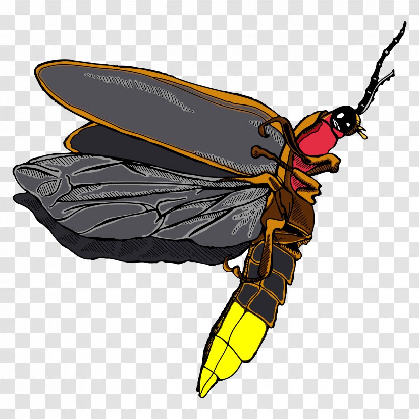 Honey Bee Hornet Insect - Butterfly - Firefly Transparent PNG