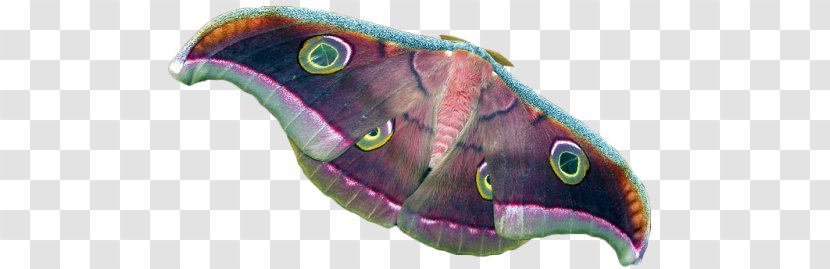 Butterfly Moth Silkworm Tussar Silk Transparent PNG