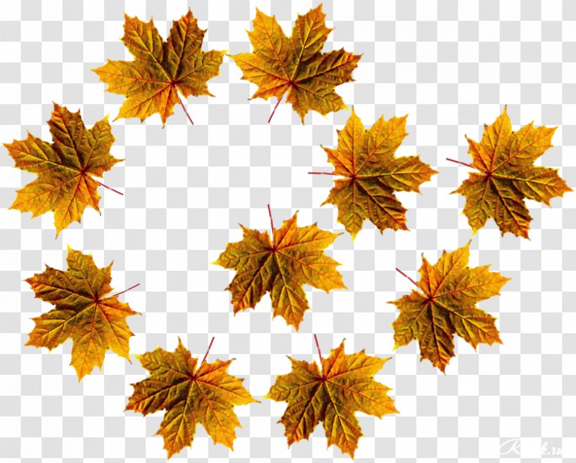 Maple Leaf Autumn Photography Ansichtkaart - Monstera Transparent PNG