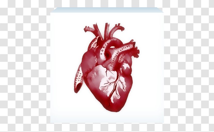 Human Anatomy Heart Rib Cage - Watercolor Transparent PNG