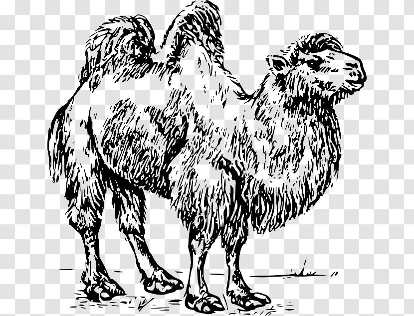 Bactrian Camel Dromedary Clip Art Australian Feral Vector Graphics - Animar Illustration Transparent PNG