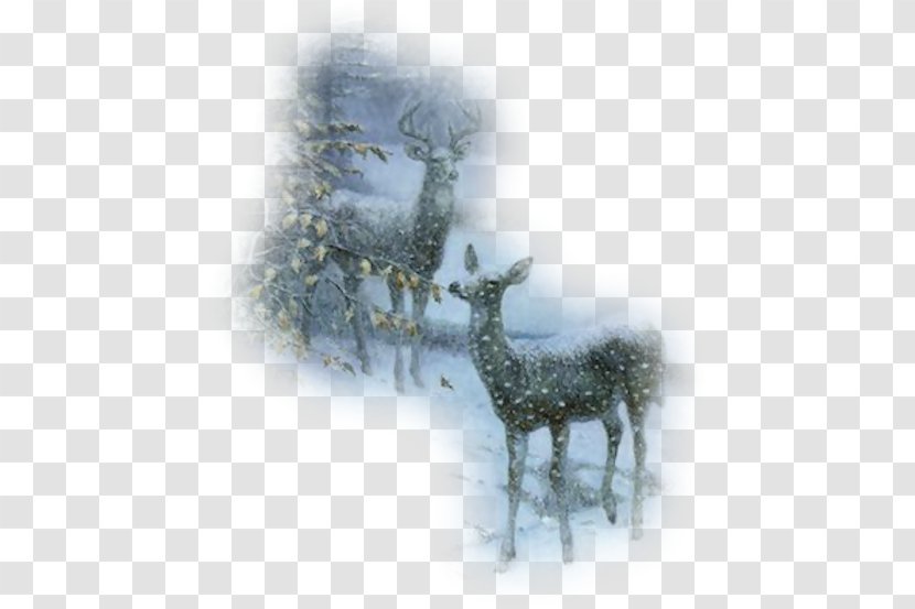 Reindeer Red Deer Roe Transparent PNG