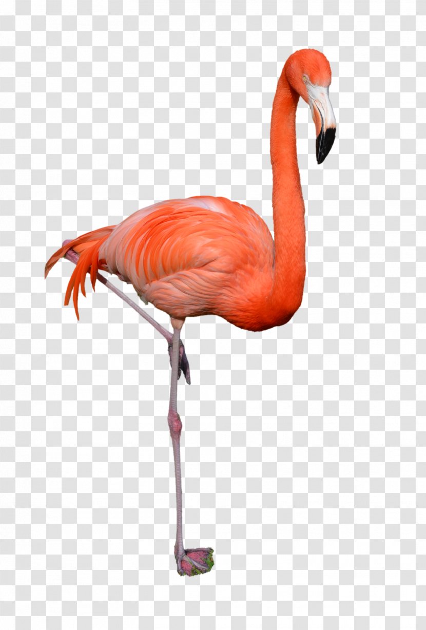 Flamingo Clip Art - Hyperlink - Illustration Transparent PNG