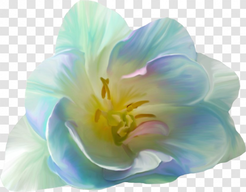Flower Blue Garden Roses Clip Art - Gazania Transparent PNG