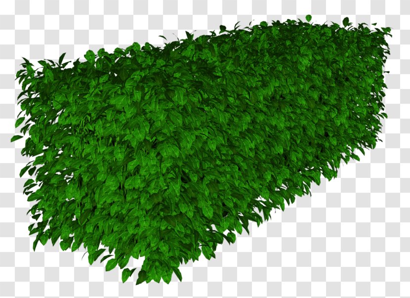 Herbaceous Plant Lawn Ryegrass Groundcover - Green - Leaf Transparent PNG