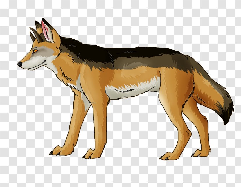 Red Fox Coyote Gray Wolf Jackal - Fauna Transparent PNG