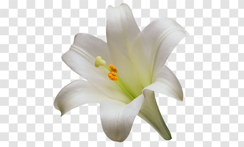Madonna Lily Easter Flower Arum-lily Tiger - Arumlily Transparent PNG
