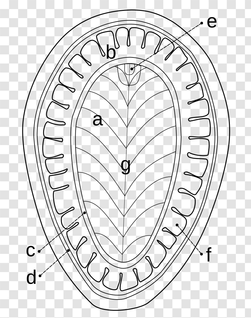 Catalan Wikipedia Kimberella Encyclopedia Wikimedia Foundation - Tree - Flower Transparent PNG