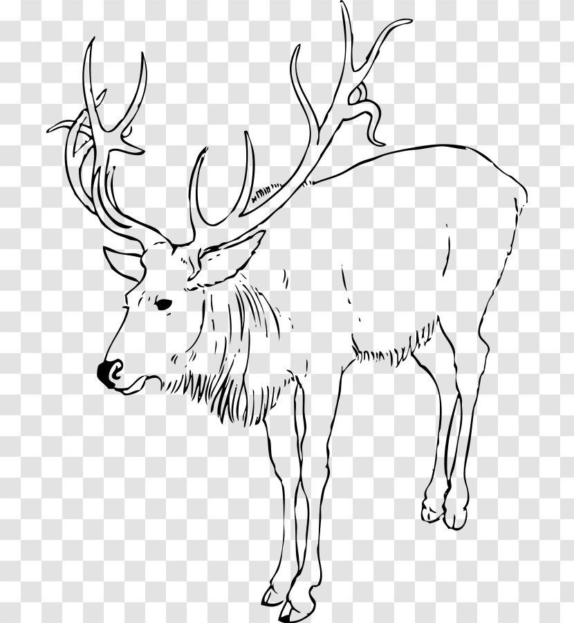 Reindeer White-tailed Deer Coloring Book Child - Red Transparent PNG
