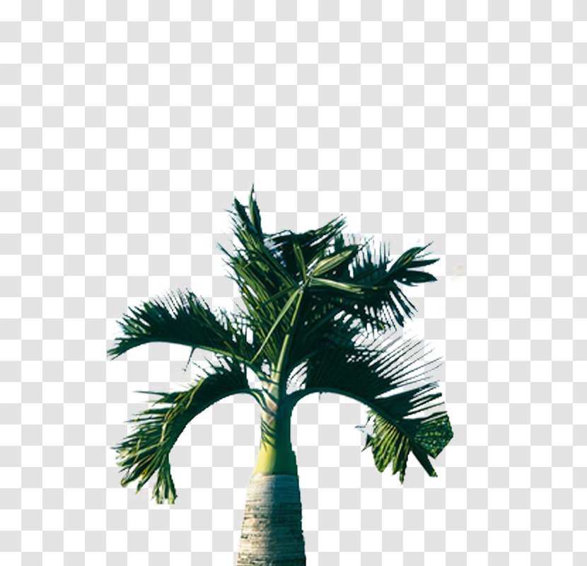 Tree Arecaceae Coconut - Dwarf Palm Transparent PNG