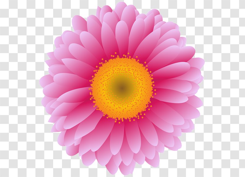 Transvaal Daisy Stock Photography Vector Graphics Royalty-free Flower - Petal - Pink Binoculars Transparent PNG