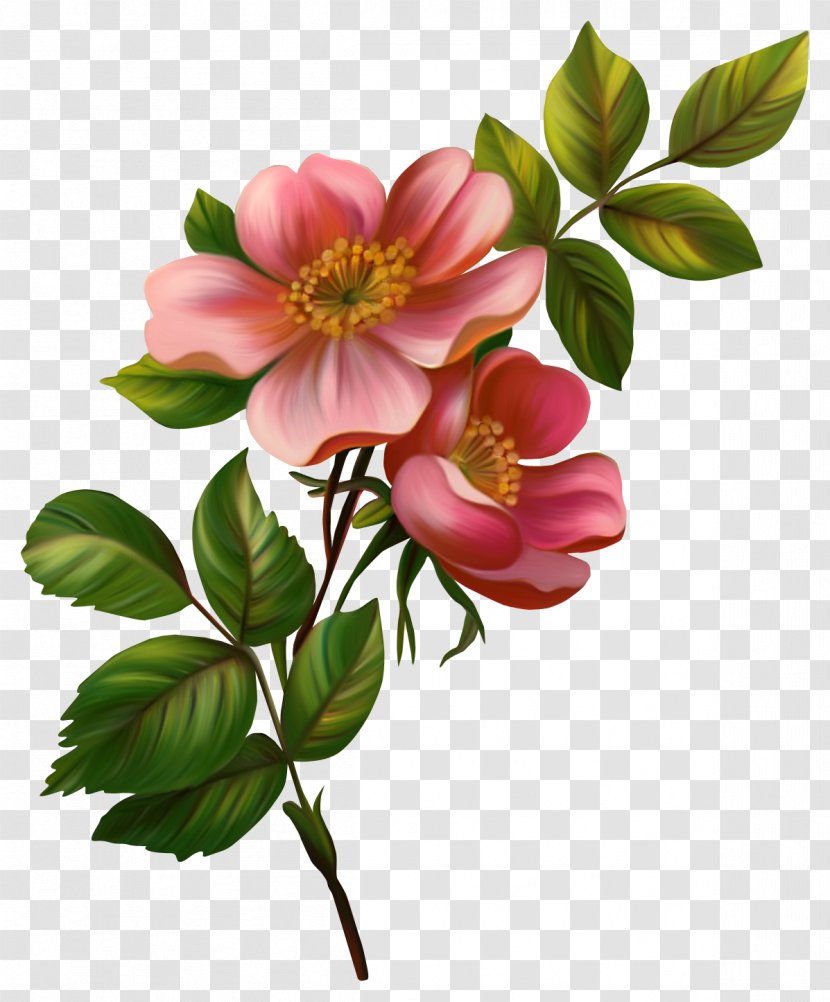 Saturday Happiness Shabbat Good - Branch - Floating Flower Transparent PNG