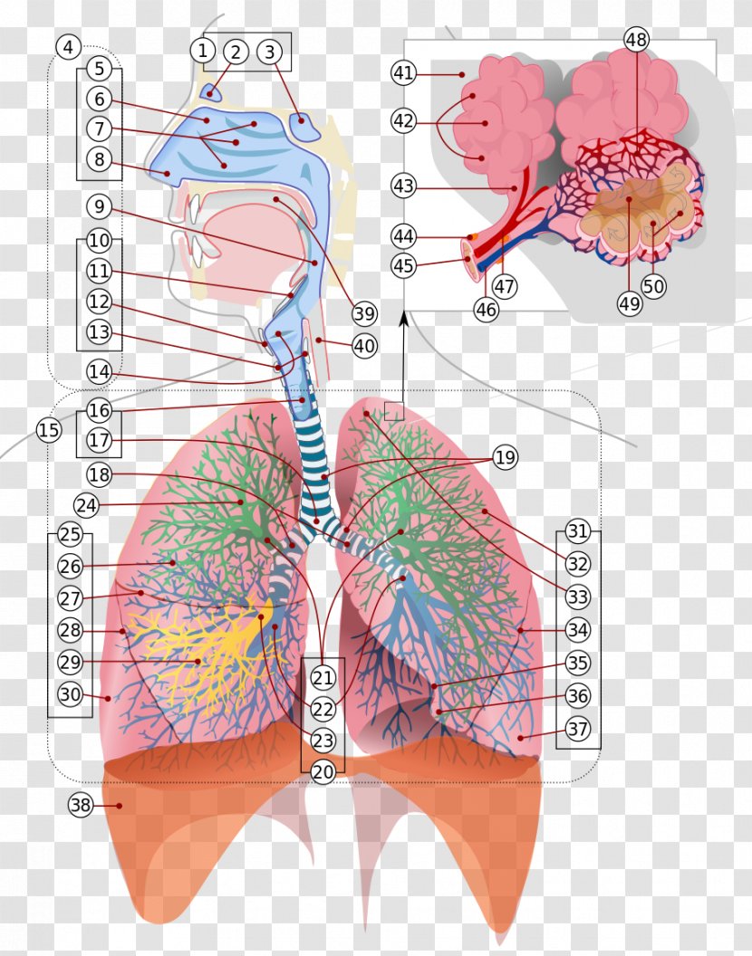 Respiratory System Tract Respiration Breathing Lung - Heart - Cartoon Transparent PNG
