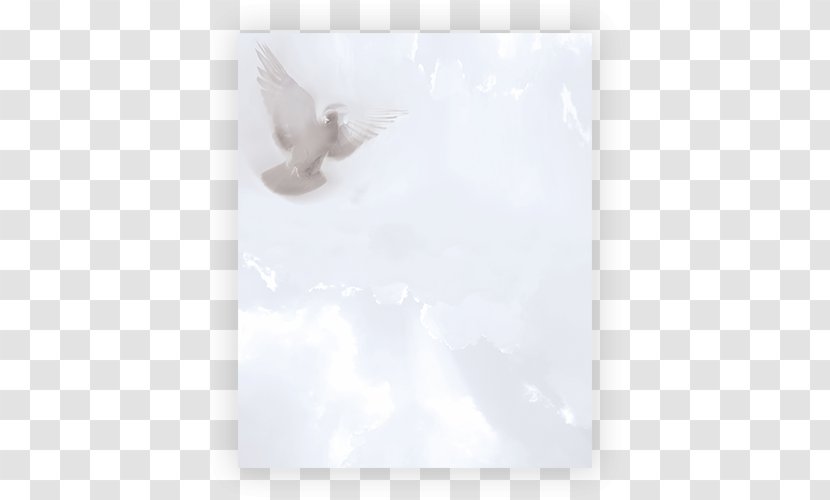 Beak Sky Plc - Bird Transparent PNG