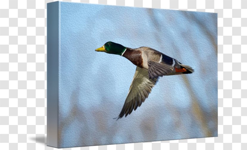 Mallard Duck Flight Feather Beak - Crossing Transparent PNG