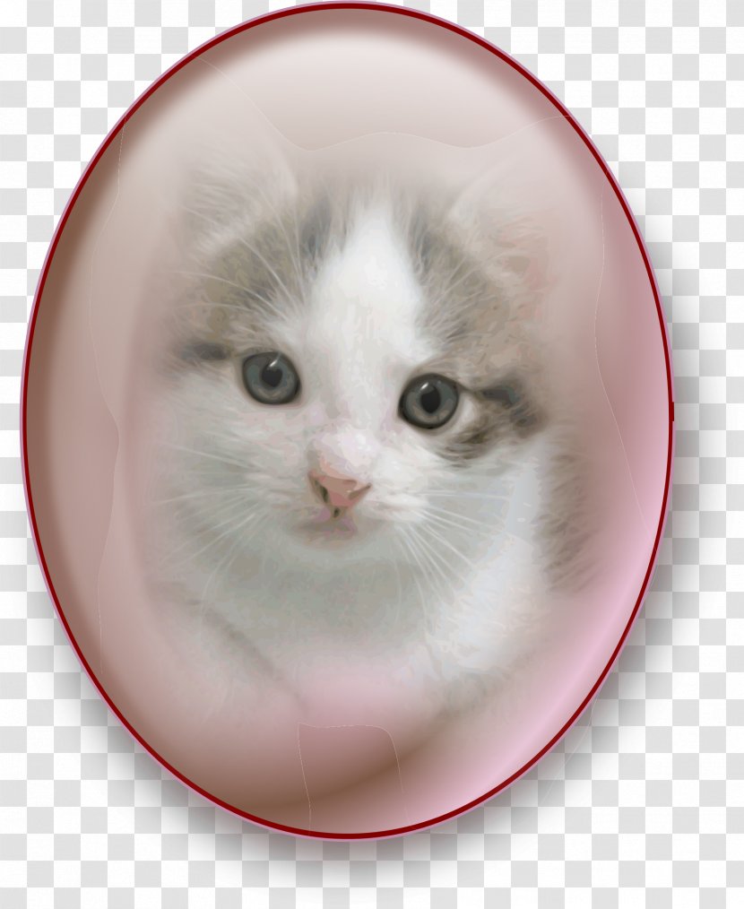 Ragamuffin Cat Whiskers American Curl Aegean Norwegian Forest - Eye - White Transparent PNG