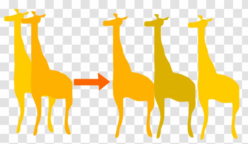 Giraffe The Theory Of Evolution Biology Orthogenesis Transparent PNG