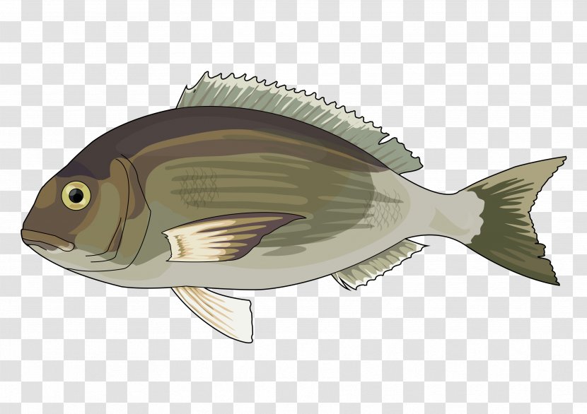 Fish Educational Technology Fauna - Dibujo Tiburon Martillo Transparent PNG