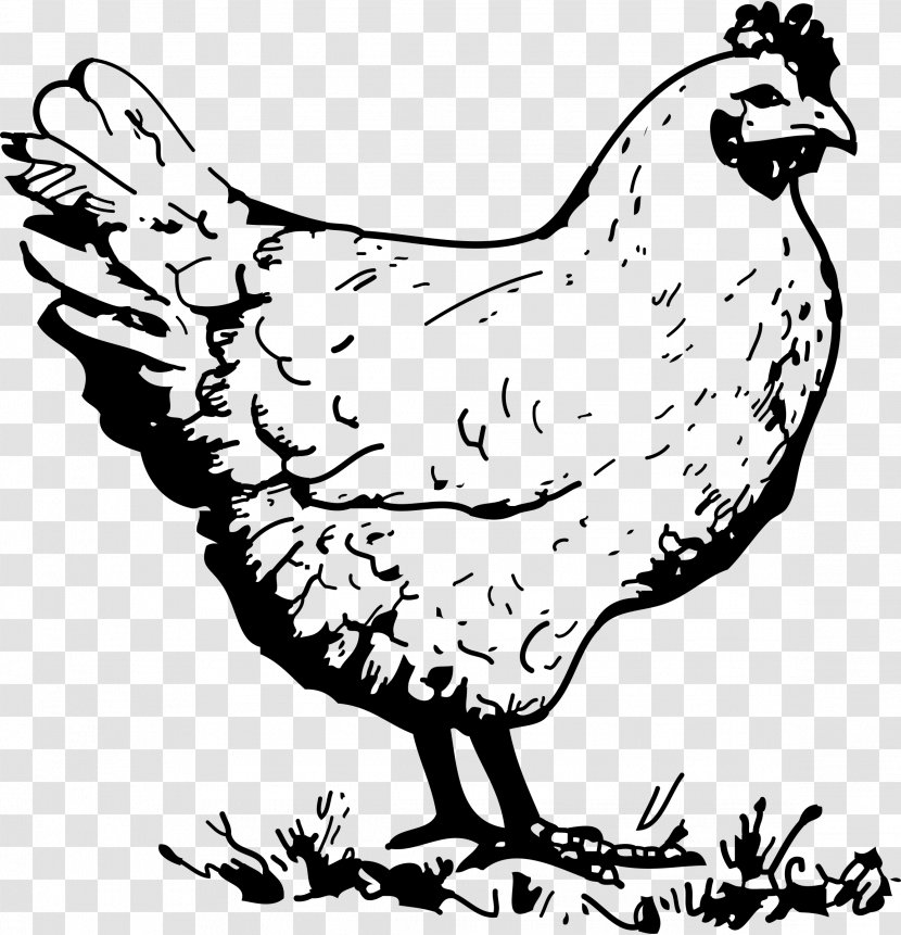 Chicken Meat Hen Clip Art - Bird Transparent PNG
