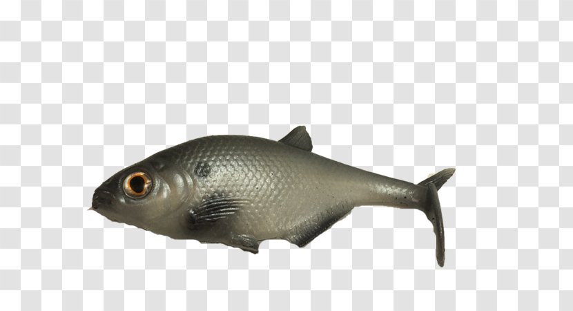 Dorosoma Milkfish Crappie Gizzard - Eating - Inch Transparent PNG