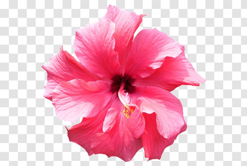 Hibiscus Flower Clip Art - Petal Transparent PNG