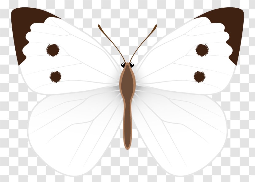 Nymphalidae Moth Butterfly Pieridae Wing - Moths And Butterflies - White Clipart Image Transparent PNG
