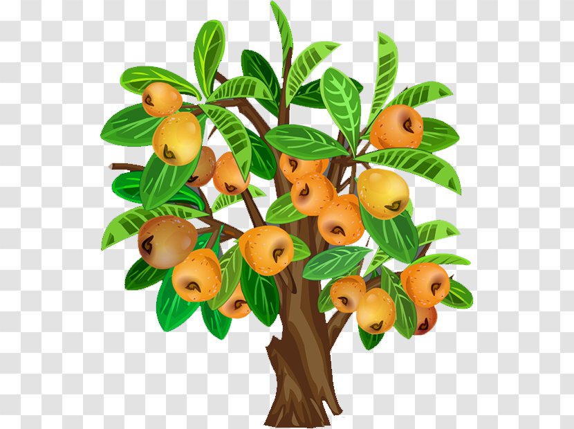 Fruit Tree Java Apple - Food - Pear Transparent PNG