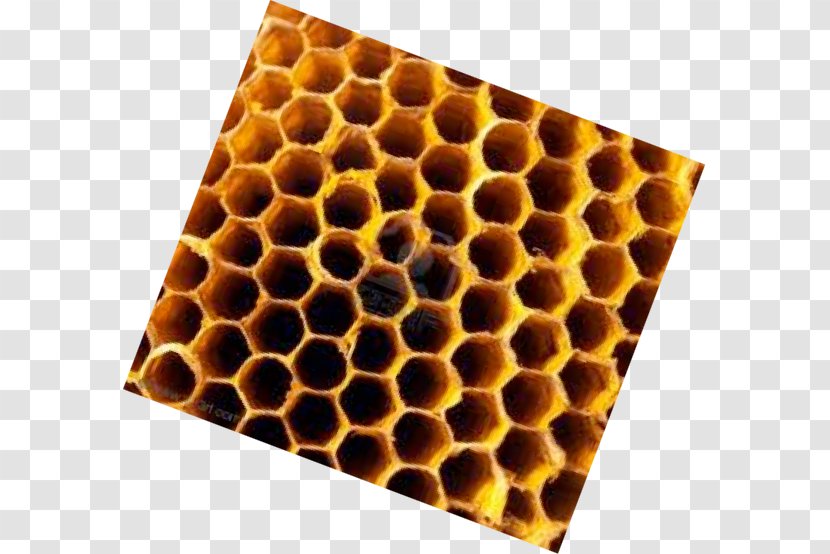 Insect Honeycomb Transparent PNG