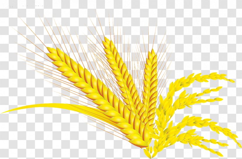 Common Wheat Oryza Sativa Rice - Combine Harvester Transparent PNG