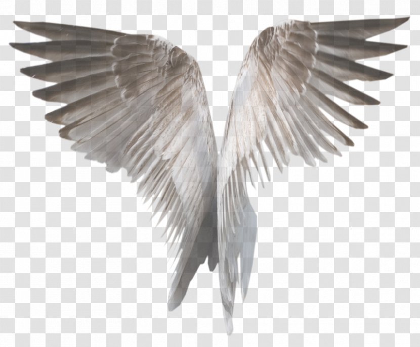Feather - Wing - Beak Bird Transparent PNG