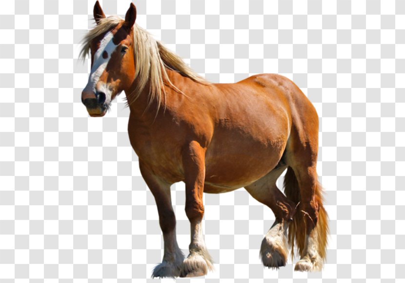 Pony Arabian Horse Percheron Mustang Clydesdale - Stallion Transparent PNG