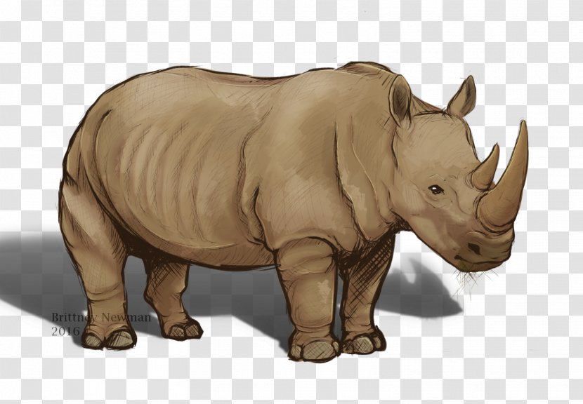Rhinoceros Terrestrial Animal Wildlife Snout Transparent PNG