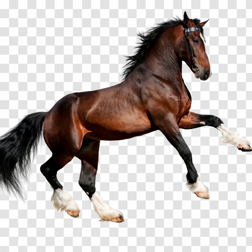 Arabian Horse Friesian Canter And Gallop Clydesdale - Hores Transparent PNG