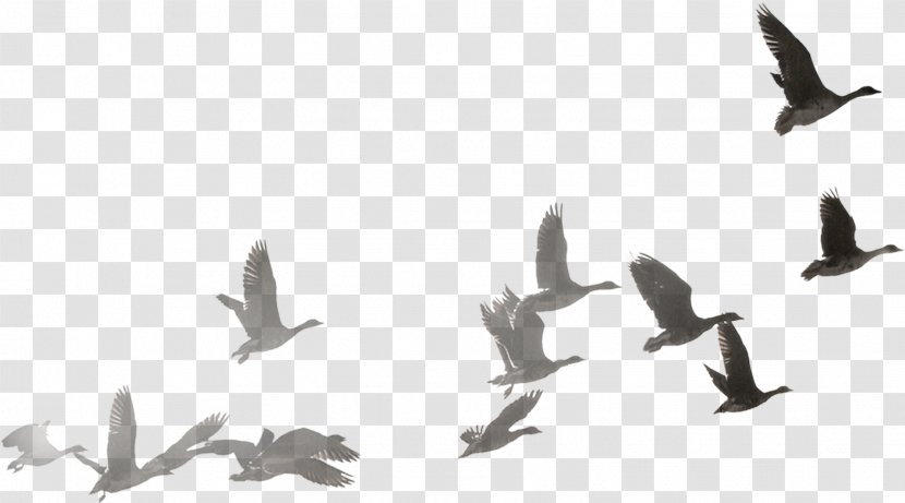 Swans Goose Duck Clip Art - Bird Migration Transparent PNG