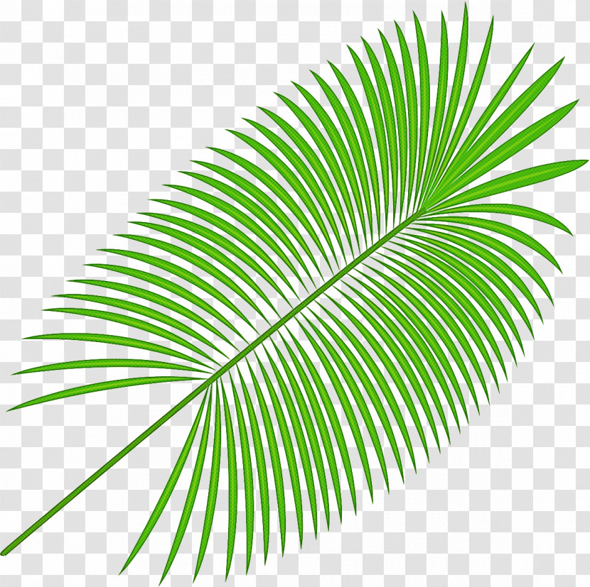 Palm Tree Transparent PNG