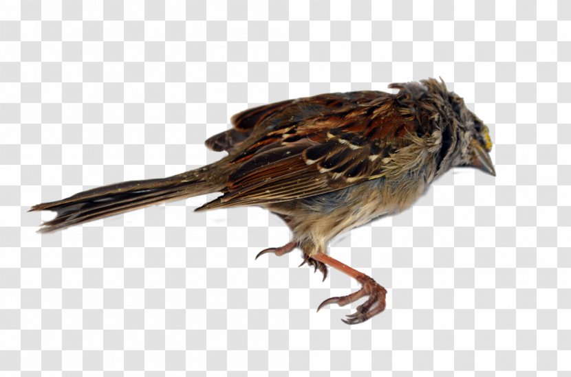 Death House Sparrow Clip Art Bird - Beak - Drawings Transparent PNG