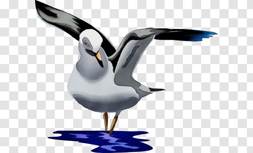 Bird Beak Seabird Gull Lari - European Herring Laughing Transparent PNG