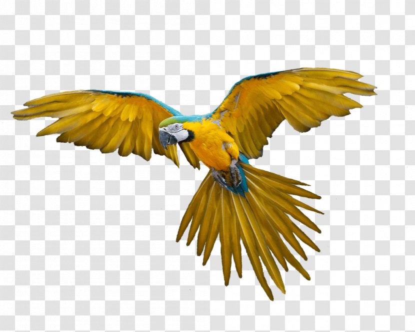 Parrot Bird Macaw - Flock - Flying Images Download Transparent PNG