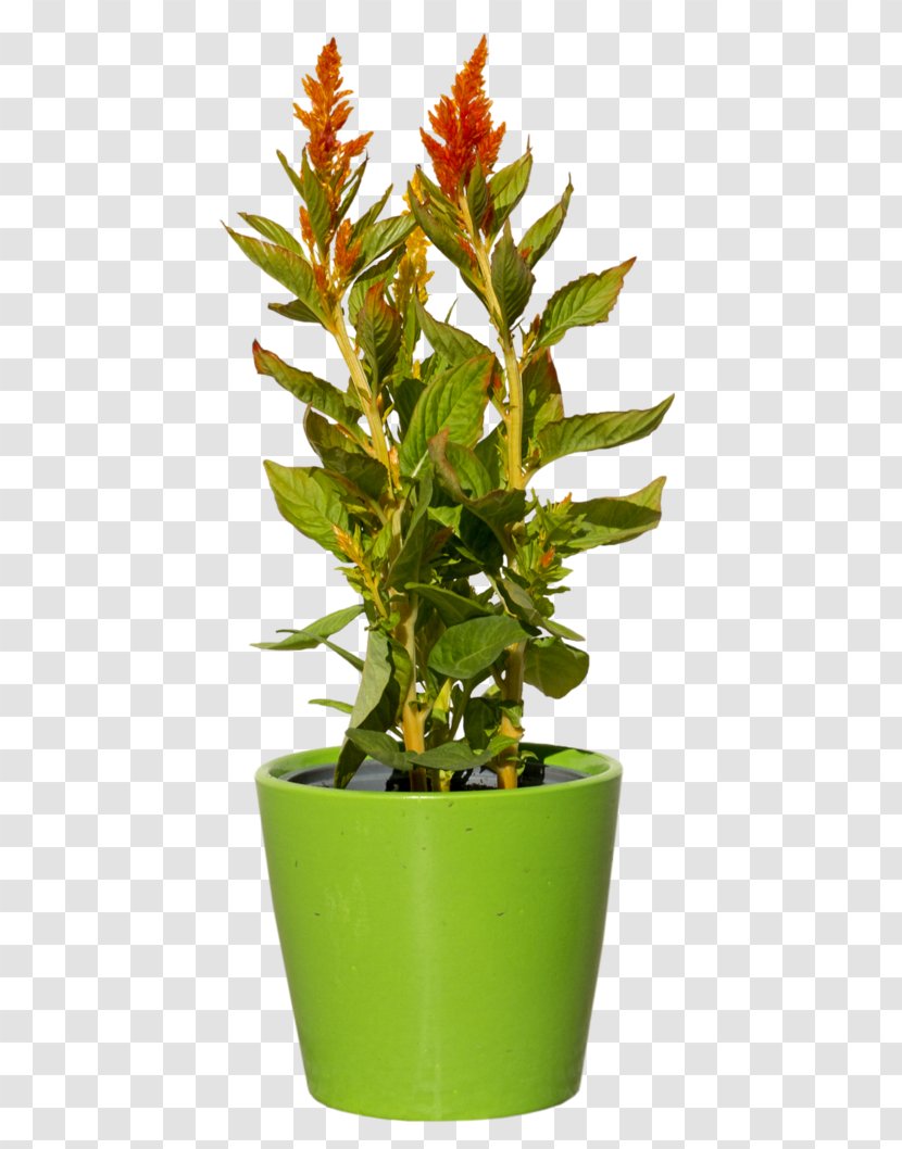 Plant - Postscript - Flowerpot Transparent PNG