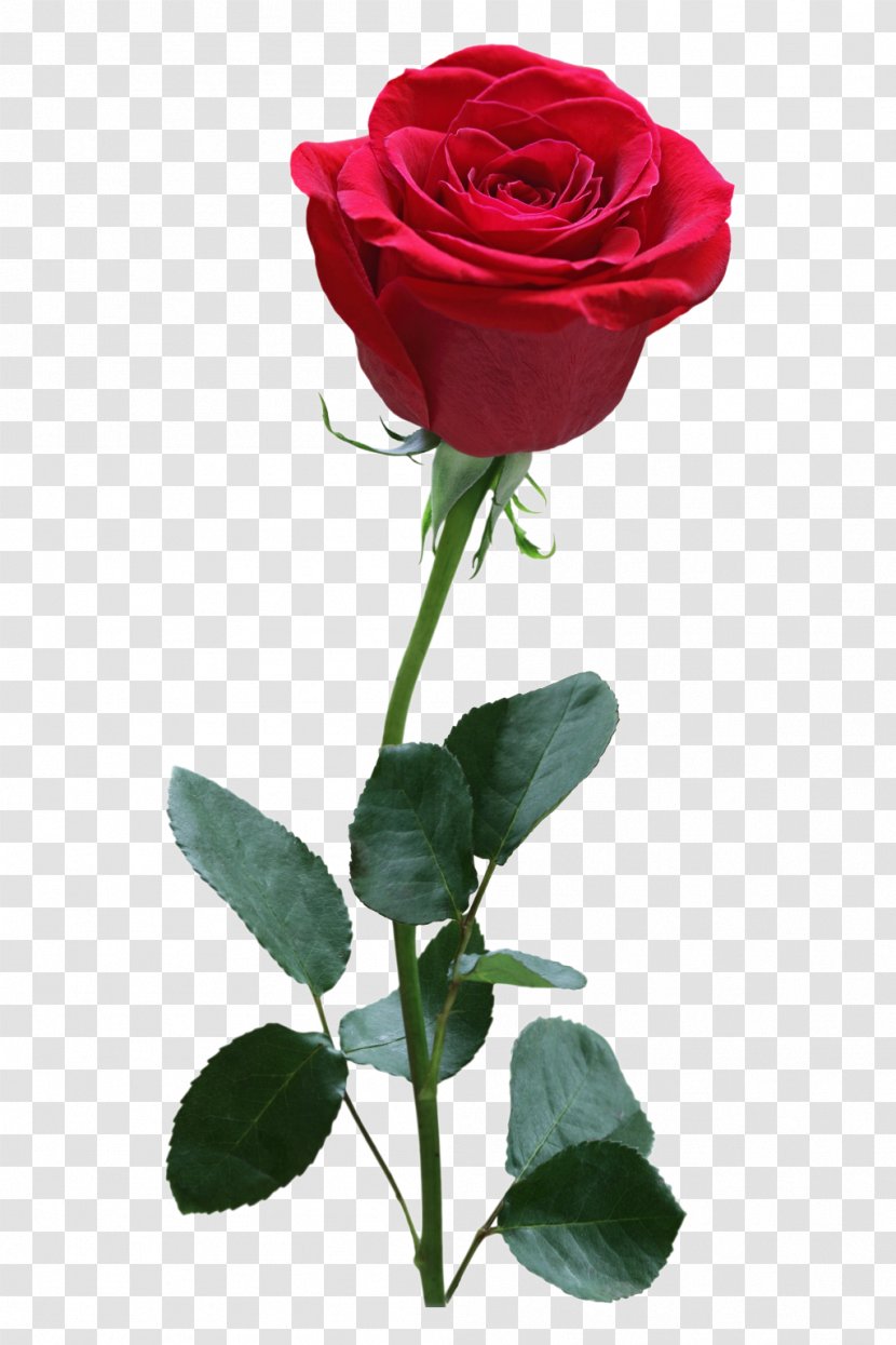 Rose Red - Flower Transparent PNG
