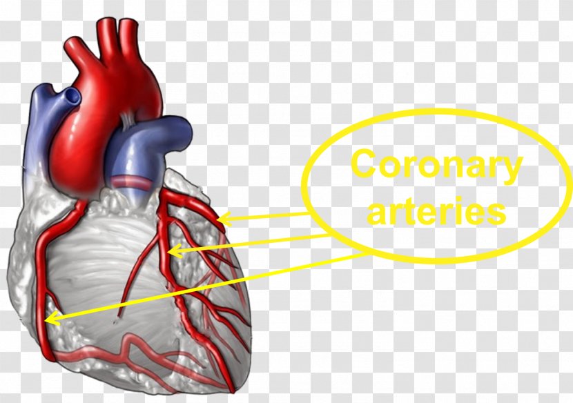 Coronary Artery Disease Heart Medicine Arteries Health - Tree Transparent PNG