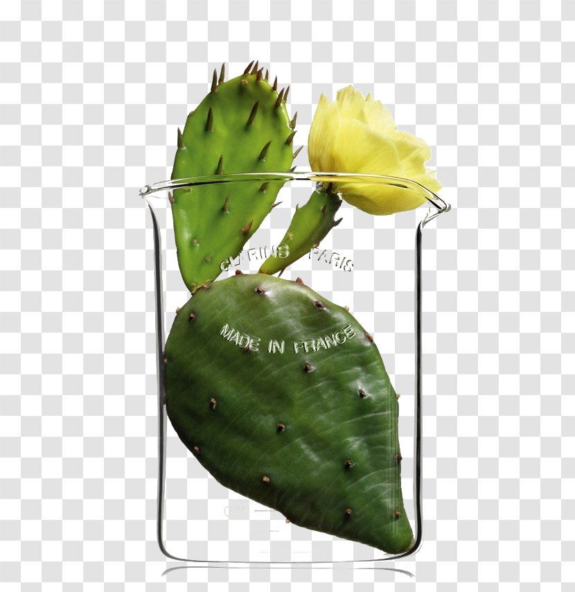 Barbary Fig Eastern Prickly Pear Cactaceae Cosmetics Plant - Skin Care - Cactus Transparent PNG