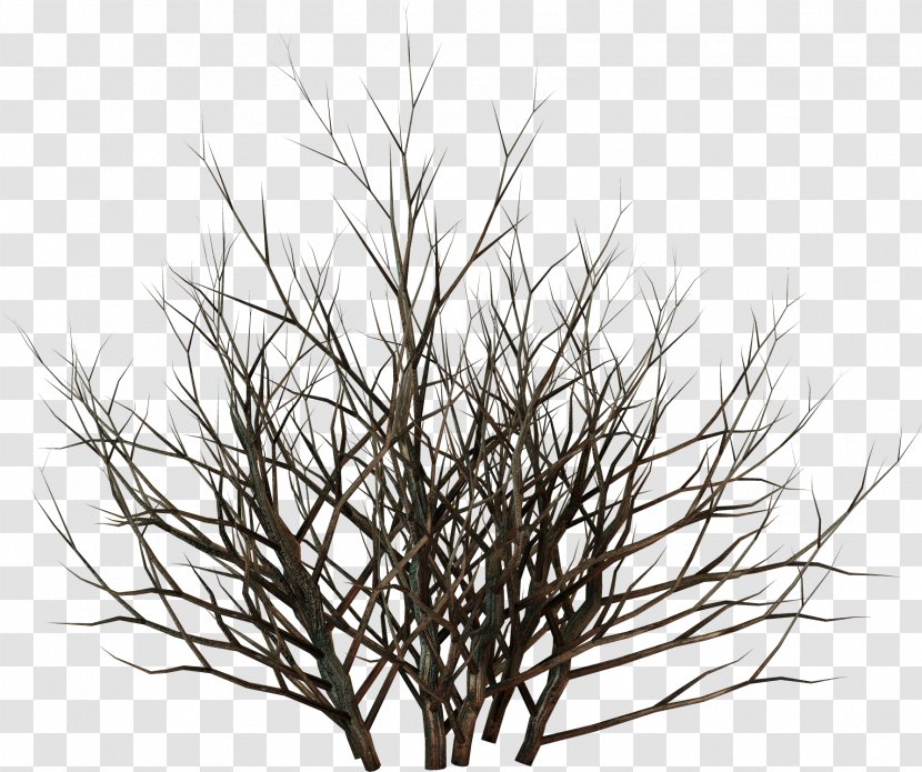 Tree Raster Graphics Clip Art - Leaf - Branch Transparent PNG