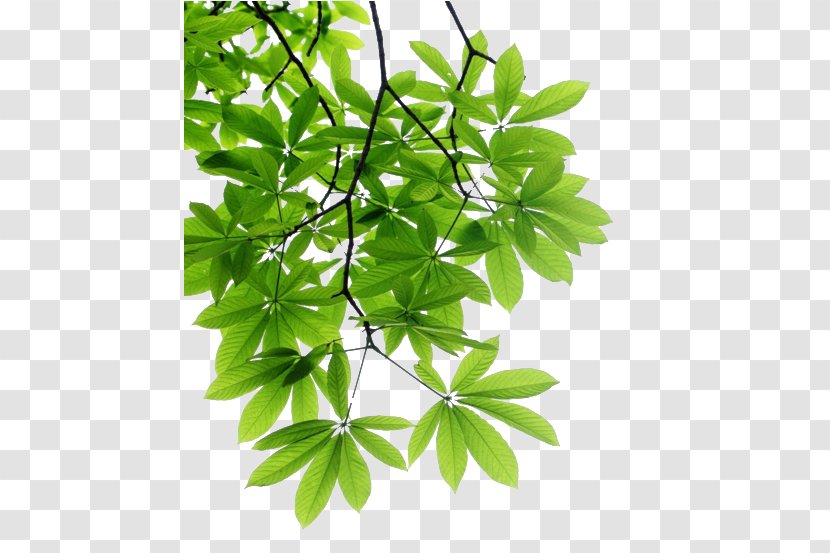 Leaf Branch Tree Stock Photography - Plant Transparent PNG