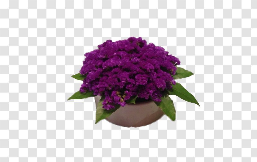 Violet Flowerpot Clip Art - Shrub - Magenta Transparent PNG