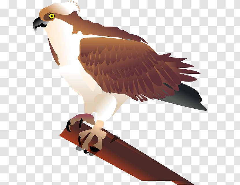 Bird Seahawk Clip Art - Beak - Hawk Transparent PNG