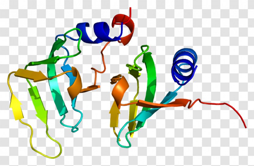 Small Nuclear Ribonucleoprotein D1 D2 Protein Structure Gene - Silhouette - Watercolor Transparent PNG