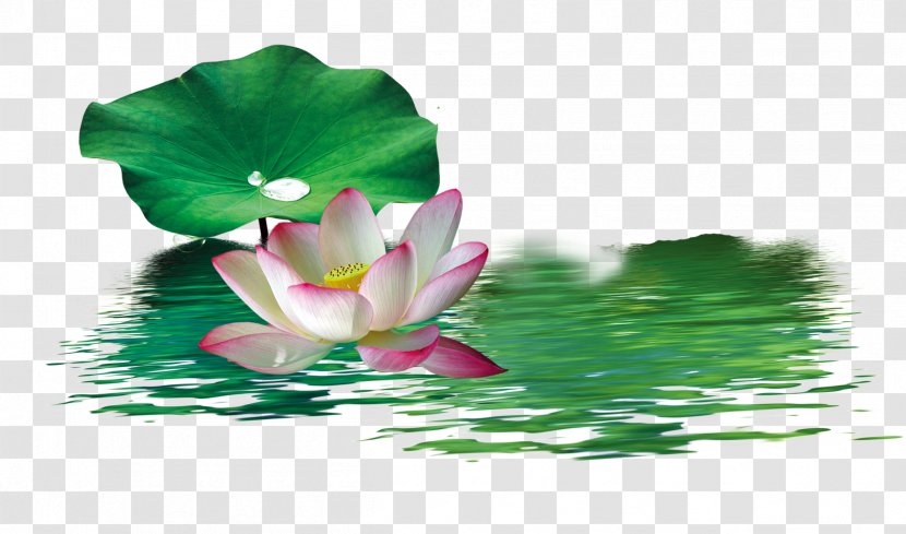 Nelumbo Nucifera Wallpaper - Chinese Style Green Lotus Transparent PNG